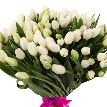 Букет из 101 белого тюльпана